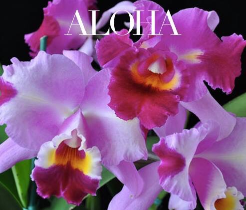 Saliima Dance | Aloha in Motion! Bringing Hawaii to you. logo